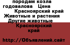 породам козла 2 годовалова › Цена ­ 8000-8500 - Красноярский край Животные и растения » Другие животные   . Красноярский край